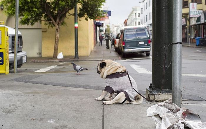 depressed-sad-pug-2