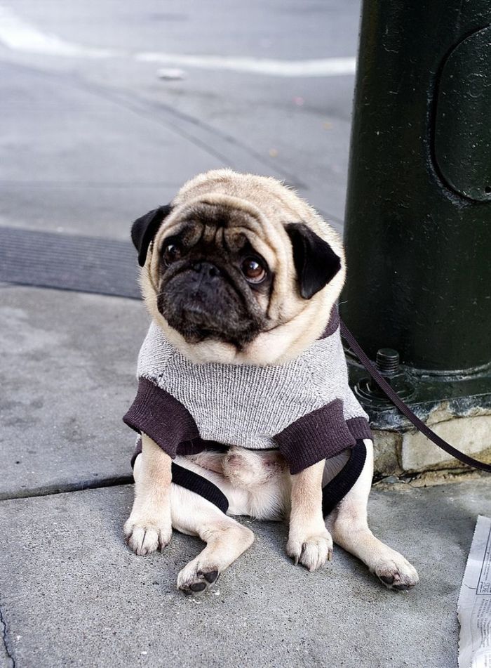 depressed-sad-pug-3