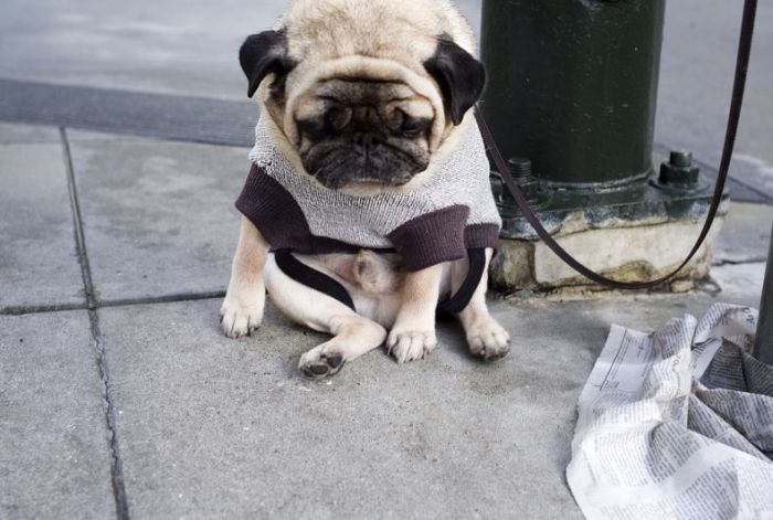 depressed-sad-pug-4