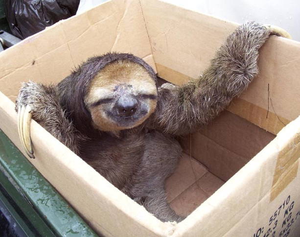 sloth-in-a-box