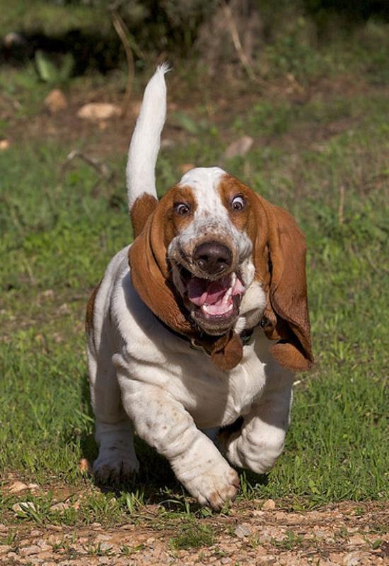 basset-hound