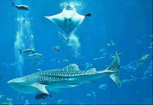 Best Theories III Whale Shark